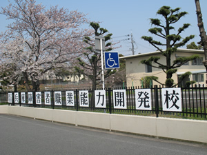 通学路の桜