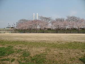 グラウンドの桜